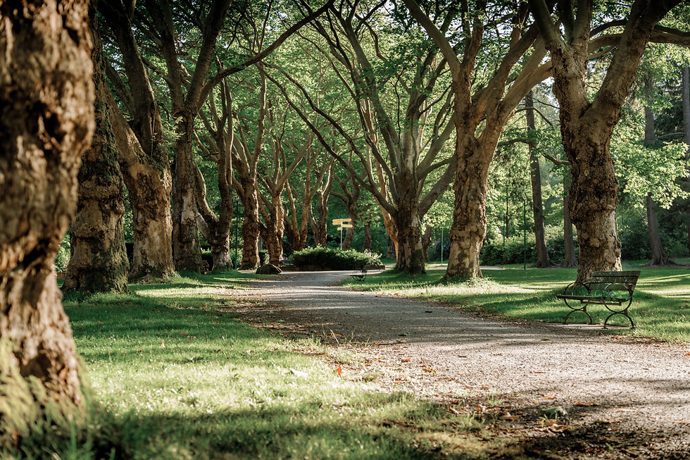 Tree Lined Path